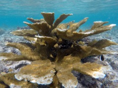 Elkhorn Coral